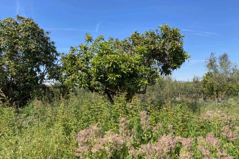 Finca i El Perello, Tarragona, El Perello - € 35 000 | Ref: Finca rústica p - foto 9